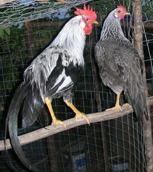 Coppia livorno collo argento / DSCN8355.JPG DSCN8355.JPG