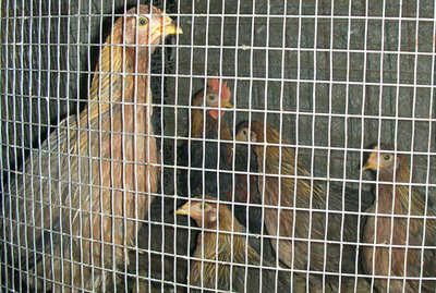 Pulcinotti di 3 mesi livorno collo oro / DSCN9071.JPG DSCN9071.JPG