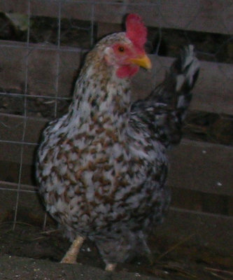 La mia incubatrice perfetta! :-) Non so che incroci siano, ma cmq sono belle anche esteticamente. / DSCN9057.JPG DSCN9057.JPG