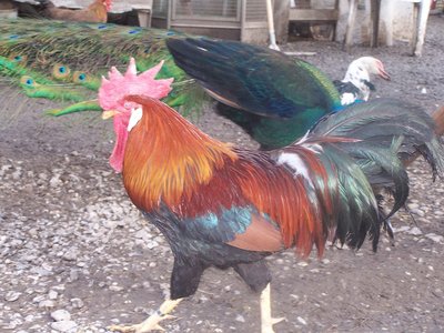 il gallo / 100_2851.JPG 100_2851.JPG