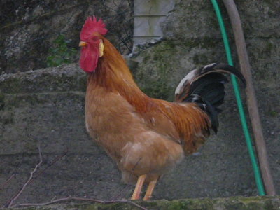 IMGP0627.JPG (225.35 KiB) Osservato 897 volte IMGP0627.JPG