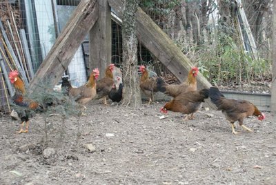 Harem 1, si scusano le nanette che non c'entrano / DSC07519_782x523.jpg DSC07519_782x523.jpg