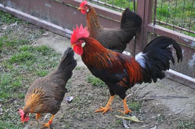 Harem Bugio13 / DSC_3144_772x513.jpg DSC_3144_772x513.jpg