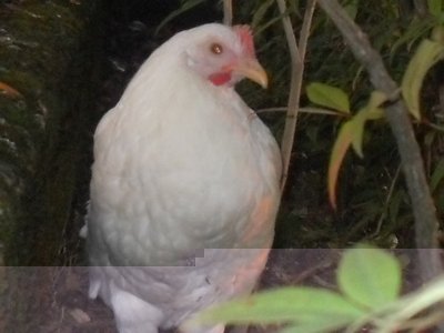 SDC10394.JPG (84.44 KiB) Osservato 930 volte SDC10394.JPG