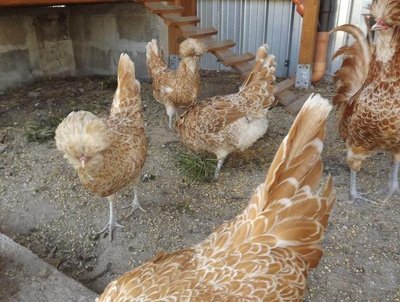 544353_10200588991677695_735359105_n.jpg (106.65 KiB) Osservato 780 volte 544353_10200588991677695_735359105_n.jpg