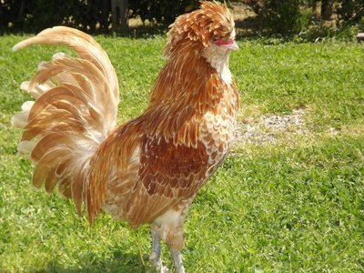 533824_10200852347661430_2039911033_n.jpg (124.14 KiB) Osservato 780 volte 533824_10200852347661430_2039911033_n.jpg