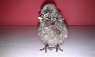 20130504_165336.jpg (120.35 KiB) Osservato 824 volte 20130504_165336.jpg