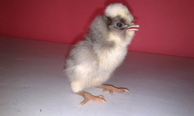 20130506_145215.jpg (113.14 KiB) Osservato 837 volte 20130506_145215.jpg