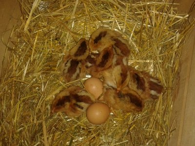 2013-04-30 09.51.53.jpg (397.05 KiB) Osservato 1795 volte 2013-04-30 09.51.53.jpg