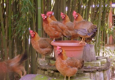 1172893400.jpg (76.64 KiB) Osservato 1738 volte 1172893400.jpg