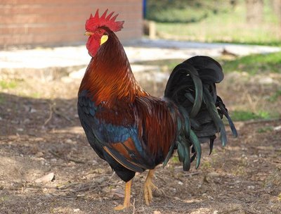 2912127625.jpg (84.26 KiB) Osservato 1738 volte 2912127625.jpg