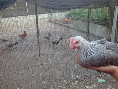 dorso gallinella.jpg (152.08 KiB) Osservato 823 volte dorso gallinella.jpg