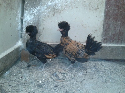 20130714_144532.jpg (168.83 KiB) Osservato 845 volte 20130714_144532.jpg