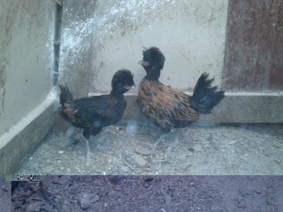 20130714_144513.jpg (142.29 KiB) Osservato 845 volte 20130714_144513.jpg