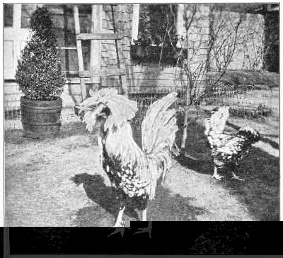 fig_21.jpg fig_21.jpg