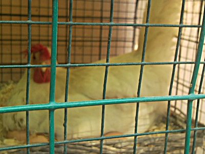 livorno chioccia.jpg (259.57 KiB) Osservato 1664 volte livorno chioccia.jpg