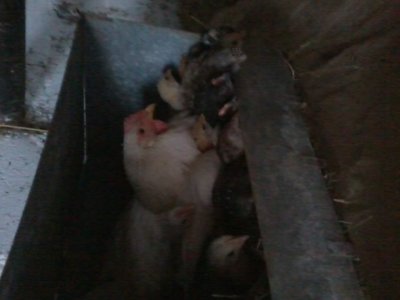 2013-06-16 20.23.41.jpg (97.45 KiB) Osservato 2254 volte 2013-06-16 20.23.41.jpg