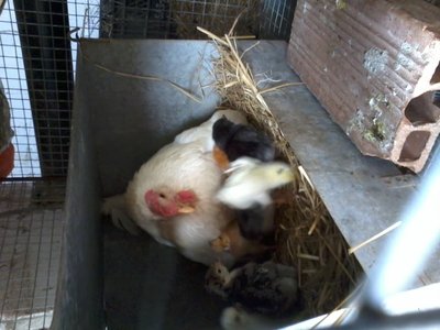 2013-05-25 13.26.24.jpg (183 KiB) Osservato 2254 volte 2013-05-25 13.26.24.jpg