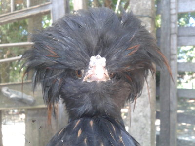 testa galletto / 20130811_115658.jpg 20130811_115658.jpg