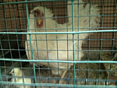 chioccia.jpg (266.51 KiB) Osservato 2125 volte chioccia.jpg