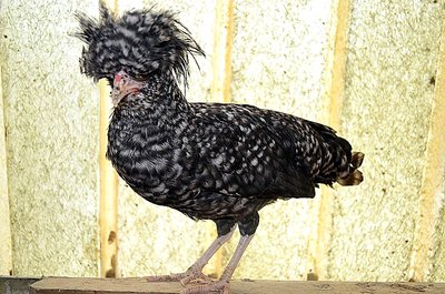 DSC_0624.JPG (208.38 KiB) Osservato 864 volte DSC_0624.JPG