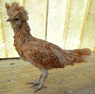 DSC_0642.JPG (140.74 KiB) Osservato 864 volte DSC_0642.JPG