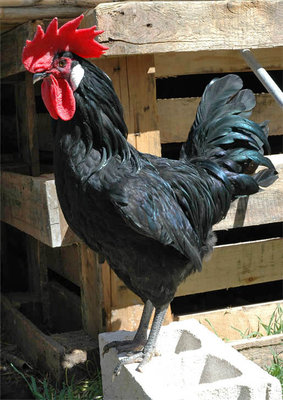 gallo-castellano-negro-blog.jpg