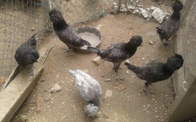 Pollastre / 20130829_141859-1.jpg 20130829_141859-1.jpg