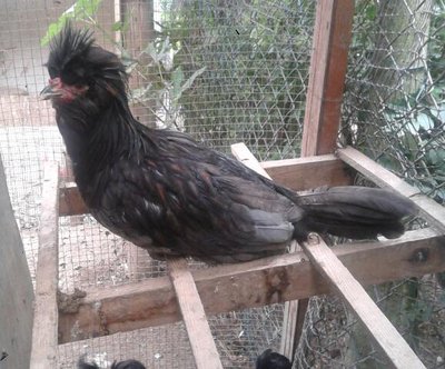 galletto / 20130829_142055-1.jpg 20130829_142055-1.jpg