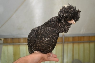 DSC_0451.JPG (120.97 KiB) Osservato 761 volte DSC_0451.JPG