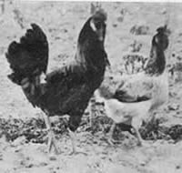 leccisab32.jpg leccisab32.jpg