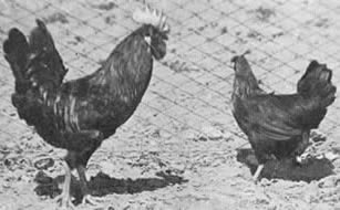 leccmoresc.jpg leccmoresc.jpg