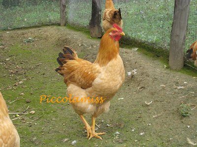 Robusta Lionata - IMG_1856.jpg (295.55 KiB) Osservato 769 volte Robusta Lionata - IMG_1856.jpg