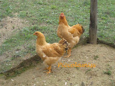 coppia di RL - IMG_1859.jpg (267.29 KiB) Osservato 769 volte coppia di RL - IMG_1859.jpg