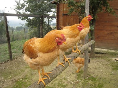 Lio 27.10.13 - IMG_1853.jpg (173.21 KiB) Osservato 769 volte Lio 27.10.13 - IMG_1853.jpg