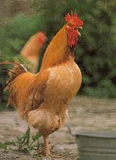 gallo lionata 1.jpg gallo lionata 1.jpg