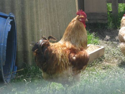 IMG_0846.JPG (45.61 KiB) Osservato 605 volte IMG_0846.JPG