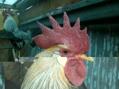 P2280152.JPG (48.6 KiB) Osservato 2580 volte P2280152.JPG