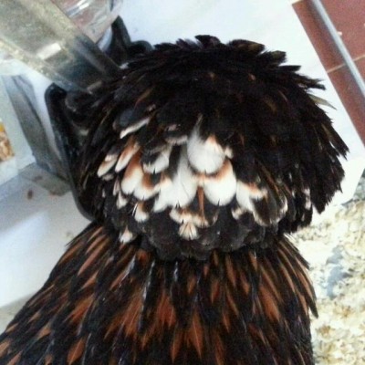 caterina_ciuffo_nov2013.jpg (61.14 KiB) Osservato 764 volte caterina_ciuffo_nov2013.jpg