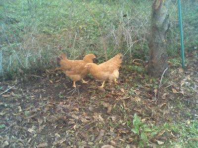 IMG00010.jpg IMG00010.jpg