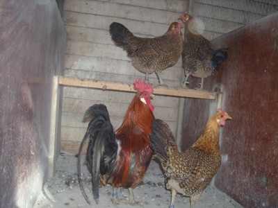 varie 22-12-13 009.jpg (210.37 KiB) Osservato 935 volte varie 22-12-13 009.jpg