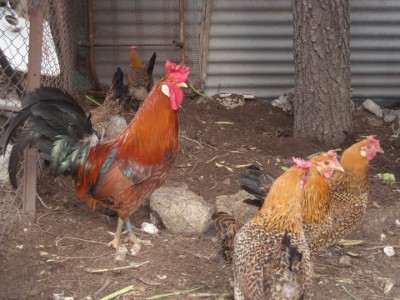 varie 22-12-13 002.jpg (263.05 KiB) Osservato 846 volte varie 22-12-13 002.jpg