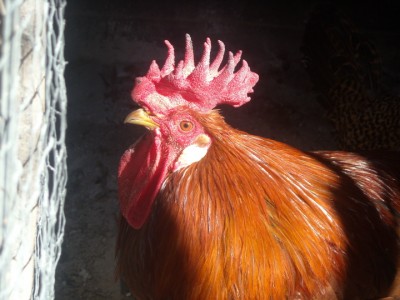 livorno e butter 29-12-'12 024.jpg (195.59 KiB) Osservato 830 volte livorno e butter 29-12-'12 024.jpg