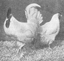 MilaninoV1930.jpg MilaninoV1930.jpg