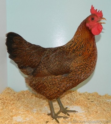 originale siciliana1.jpg (123.6 KiB) Osservato 1396 volte originale siciliana1.jpg