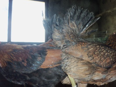 agrt.jpg (100.88 KiB) Osservato 1396 volte agrt.jpg