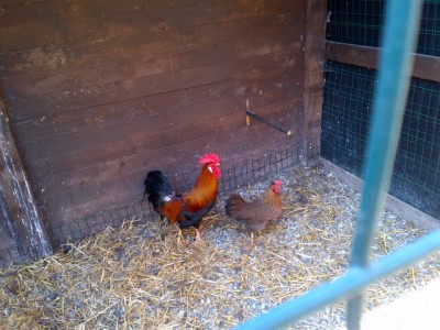 Livorno collo oro.jpg (138.33 KiB) Osservato 1778 volte Livorno collo oro.jpg