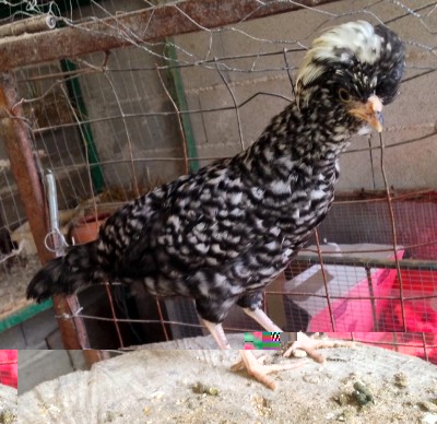 10250690_847642905252712_915307961_n.jpg (213.32 KiB) Osservato 731 volte 10250690_847642905252712_915307961_n.jpg