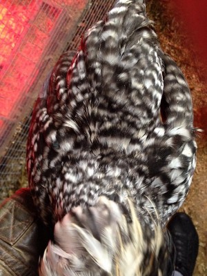 10253389_847642898586046_485023371_n.jpg (191.96 KiB) Osservato 731 volte 10253389_847642898586046_485023371_n.jpg