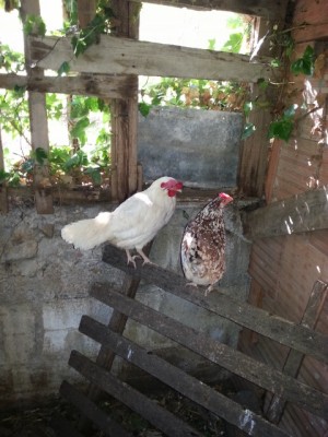 20140614_090023 (480x640).jpg (217.33 KiB) Osservato 961 volte 20140614_090023 (480x640).jpg